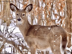 Odocoileus virginianus