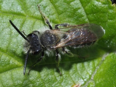 Andrena