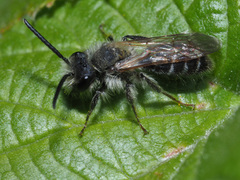 Andrena