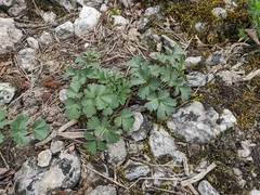 Heracleum ligusticifolium