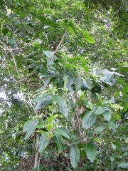 Posoqueria latifolia