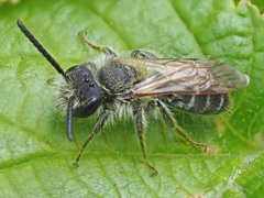 Andrena