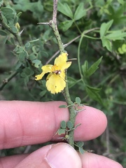 Parkinsonia texana