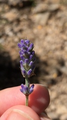 Lavandula angustifolia