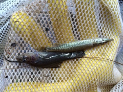 Esox americanus