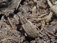 Sitona humeralis