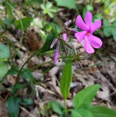 Phlox ovata