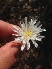Malacothrix saxatilis implicata