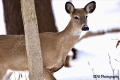 Odocoileus virginianus