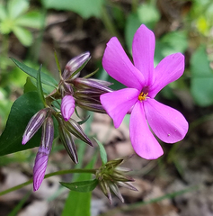 Phlox ovata
