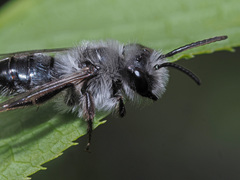 Andrena