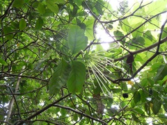 Posoqueria latifolia