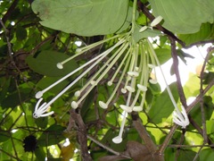 Posoqueria latifolia