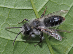 Andrena