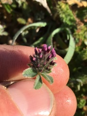 Trifolium macraei