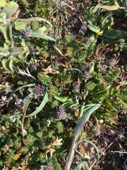 Trifolium macraei