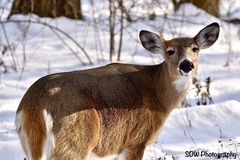 Odocoileus virginianus