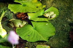 Lithobates chiricahuensis