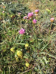 Castilleja ambigua