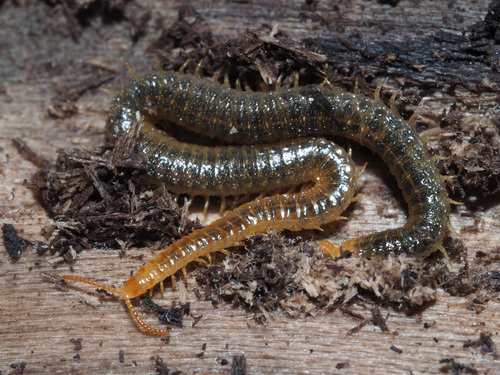 Henia vesuviana Newport, 1845