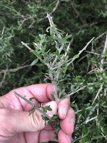 Allthorn Goatbush (Castela texana)