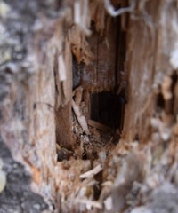 Camponotus herculeanus