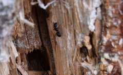 Camponotus herculeanus