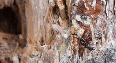 Camponotus herculeanus