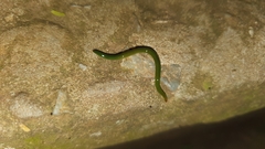 Othelosoma joburgi