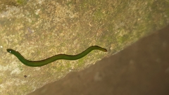 Othelosoma joburgi