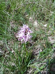 Orchis simia simia