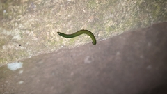 Othelosoma joburgi