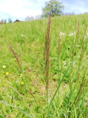 Bromus erectus