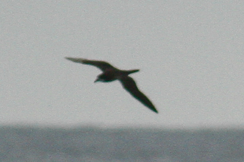 Pterodroma phaeopygia