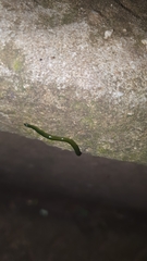 Othelosoma joburgi