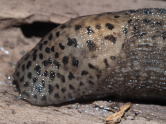 Limax maximus