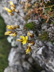 Draba cuspidata