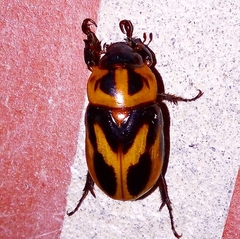 Cyclocephala tutilina