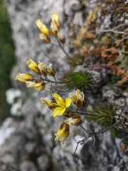 Draba cuspidata