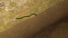 Othelosoma joburgi