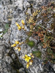 Draba cuspidata
