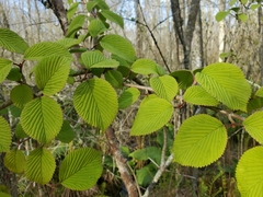 Viburnum plicatum