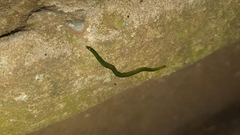 Othelosoma joburgi