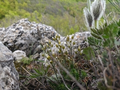 Draba cuspidata