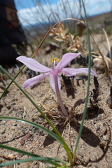Gethyllis transkarooica