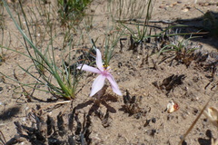 Gethyllis transkarooica
