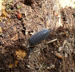 Porcellio scaber