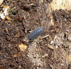 Porcellio scaber
