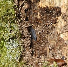 Porcellio scaber
