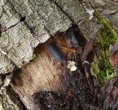 Porcellio scaber